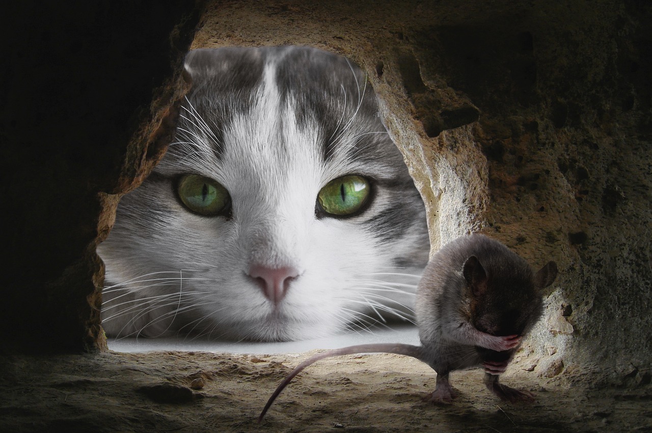 Corporate Cat and Mouse